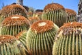 Large golden barrel cactus growing in the botanical garden. Echinocactus grusonii. Fuerteventura island, Oasis park