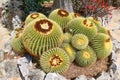 Large golden barrel cactus growing in the exotic garden