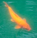 A large golden carp swims in the water