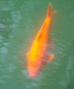 A large golden carp swims in the water