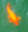 A large golden carp swims in the water