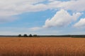 A large golden field with ripe wheat, a blue sky with white clouds in the background. Cereal farm, grain field before harvest Royalty Free Stock Photo