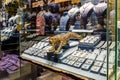 Large golden figure of a cheetah in gold store showcase on Gold Souk in Dubai city, United Arab Emirates