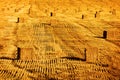 Large Golden Haybales Hay Bales in Field Harvest from Farming