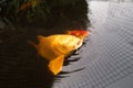 Large golden koi carp fish with his mouth open coming up to the surface of the water. There is a reflection of a mesh pond cover Royalty Free Stock Photo