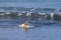 Large dog playing in the sea Royalty Free Stock Photo