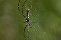 Closeup of a large golden orb spider in its web in Tangkoko National Park, Sulawesi, Indonesia Royalty Free Stock Photo