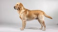 A large golden retriever standing in front of a white background, AI Royalty Free Stock Photo