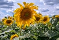 Bright happy face of a sunflower Royalty Free Stock Photo