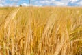 A large golden wheat field. Cumulus on a clear blue sky. Beautiful nature. The concept of cleanliness. Natural plants. Royalty Free Stock Photo