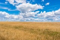 A large golden wheat field. Cumulus on a clear blue sky. Green forest on the horizon. Beautiful nature. The concept of cleanliness Royalty Free Stock Photo