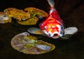 Large golden and white koi carp with his mouth open looking at the camera swimming through Lily pads Royalty Free Stock Photo