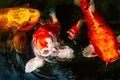 Large golden and yellow Koi carp feeding in a pond