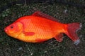 Large Goldfish.