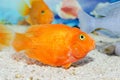 A large goldfish, on a defocused background in an aquarium