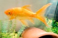 Large Goldfish Pet