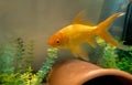 Large Goldfish Pet