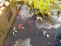 Large Goldfish In A Pond
