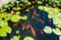 Large Goldfish in a Pond with Lilypads Royalty Free Stock Photo