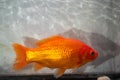 Large goldfish with shadow