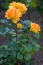 Large gorgeous buds of yellow roses with raindrops on green leaves. Vertical frame.