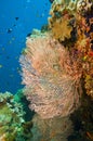 Large gorgonian sea fan