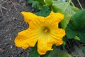 Large gourd flower, very close up pumpkin flower yellow color