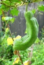Large Gourd Hangs from a Vine