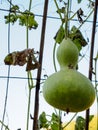 Large gourd on wire arch, clear sky Royalty Free Stock Photo