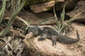 Large Grand Cayman iguana sunning on a rock