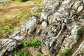 Large granite rocks covered with old moss are an inherent part of the harsh northern landscape of Sweden, Granna