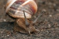 Large grape snail crawling on the ground, closeup