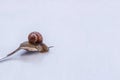 Large grape snail crawling on an old tablespoon on white background