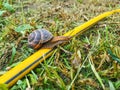 A large grape snail crawls along a yellow garden hose