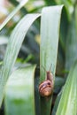 A large grape snail crawls through the grass