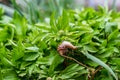 A large grape snail crawls through the grass