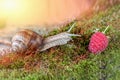 A large grape snail crawls on the moss to the ripe raspberry berry. Sunny day Royalty Free Stock Photo