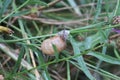 A large grape snail crawls on a plant stem Royalty Free Stock Photo