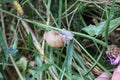 A large grape snail crawls on a plant stem Royalty Free Stock Photo