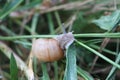 A large grape snail crawls on a plant stem Royalty Free Stock Photo