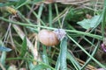 A large grape snail crawls on a plant stem Royalty Free Stock Photo