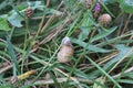 A large grape snail crawls on a plant stem Royalty Free Stock Photo