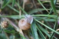 A large grape snail crawls on a plant stem Royalty Free Stock Photo