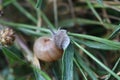 A large grape snail crawls on a plant stem Royalty Free Stock Photo