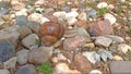 A large grape snail crawls on a stone, sitting on a rock Royalty Free Stock Photo