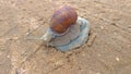 A large grape snail crawls on a stone, sitting on a rock Royalty Free Stock Photo