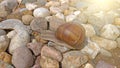 A large grape snail crawls on a stone, sitting on a rock Royalty Free Stock Photo