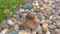 A large grape snail crawls on a stone, sitting on a rock Royalty Free Stock Photo