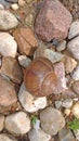 A large grape snail crawls on a stone, sitting on a rock Royalty Free Stock Photo