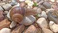 A large grape snail crawls on a stone, sitting on a rock Royalty Free Stock Photo